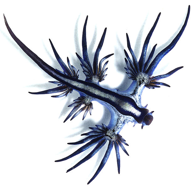 Den blå sjøsneglen blir kun tre centimeter lang og er en av de minste nakensnegelen som finnes.