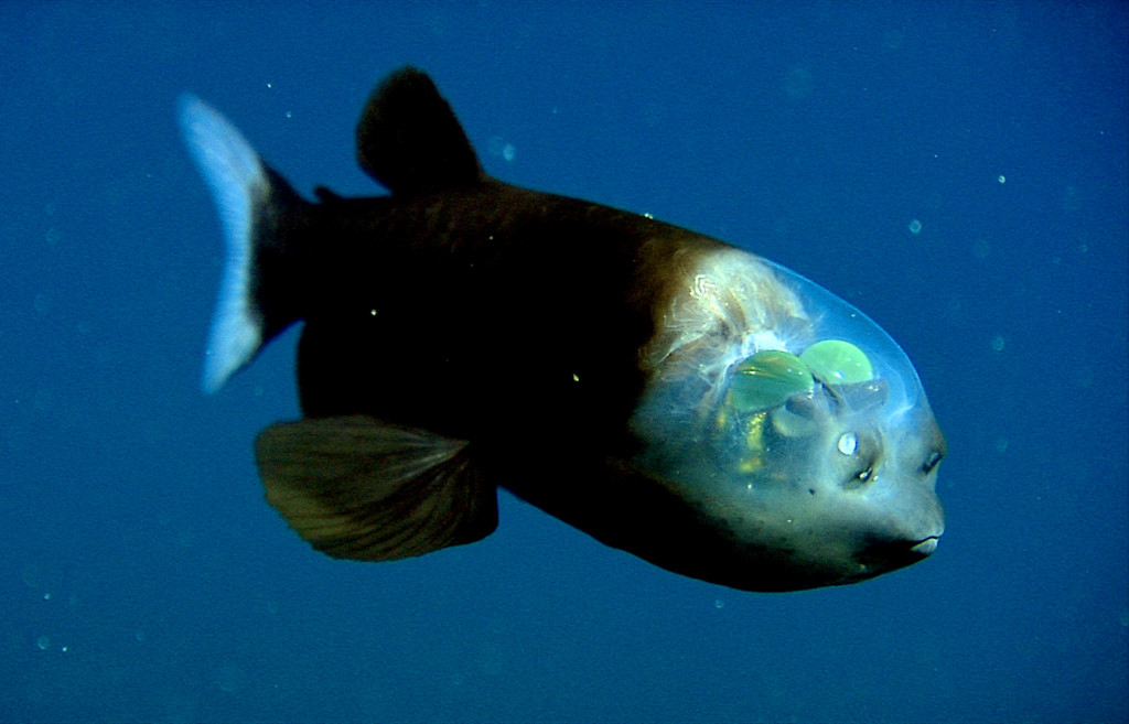 Øynene ligger inne i et gjennomsiktig skall i hodet. Det som kan se ut som øyne på fremsiden av hodet er faktisk fiskens lukteorgan.  (Foto: Wikipedia).