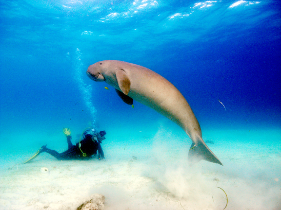 Å dykke med dugonger kan bli svært unikt om arten utryddes. Foto: Ukjent.