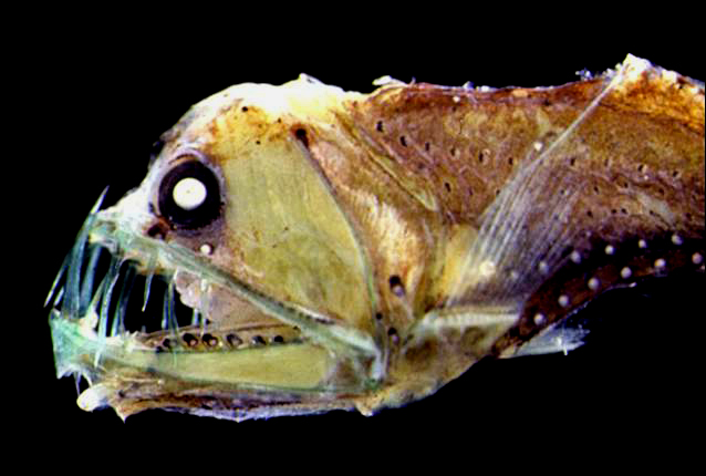 Huggormfisken - kan neppe kalles søt. (Foto: Wikimedia commons)