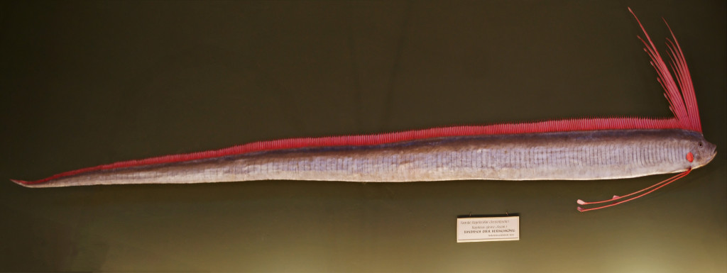 De første 10-12 strålefinnene er forlengede og gir sildekongen et punkeraktig utseende. Bukfinnene kan minne om lange, tynne årer (på engelsk kalles den faktisk Oarfish) (Foto: Wikipedia). 