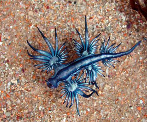 the-blue-dragon-mollusk-of-the-sea-nature-picture