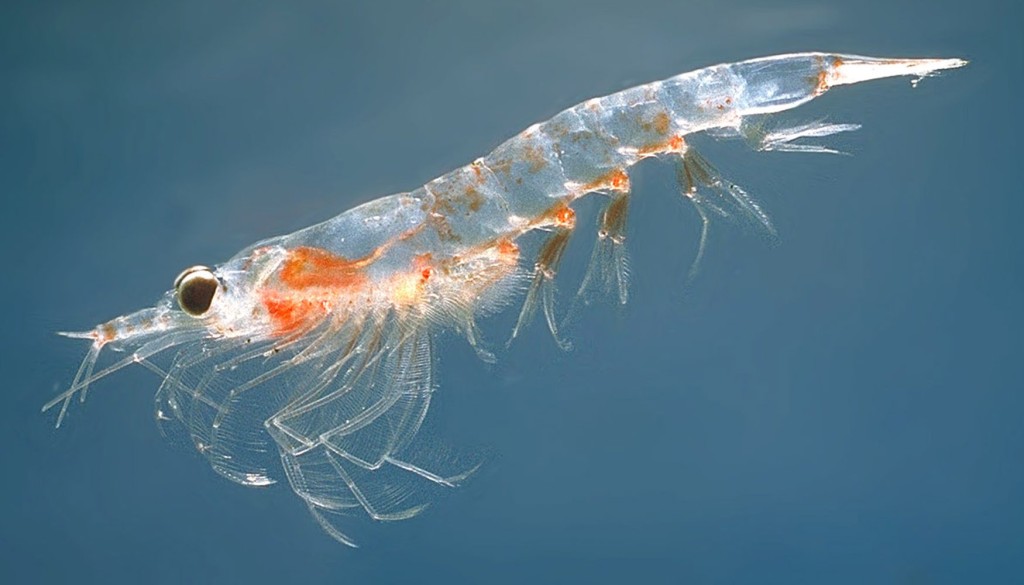 Krillen er eit dyreplankton folk flest har høyrd om. Dette er ein Meganyctiphanes norvegica, ein vanleg art i Norskehavet