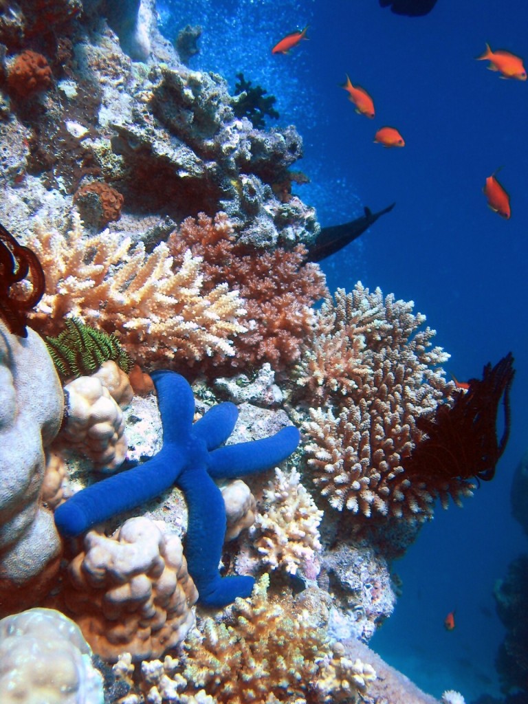 Korallsamfunn i Great Barrier Reef. Foto: Wikimedia Commons