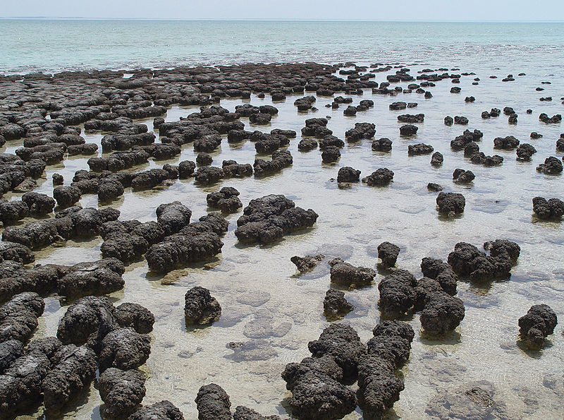 Stromatolitter er steinstrukturer dannet av matter av blågrønnalger. Her ser du stromatolitter i Sharkbay Australia. Foto: Paul Harrison, Wikipedia.