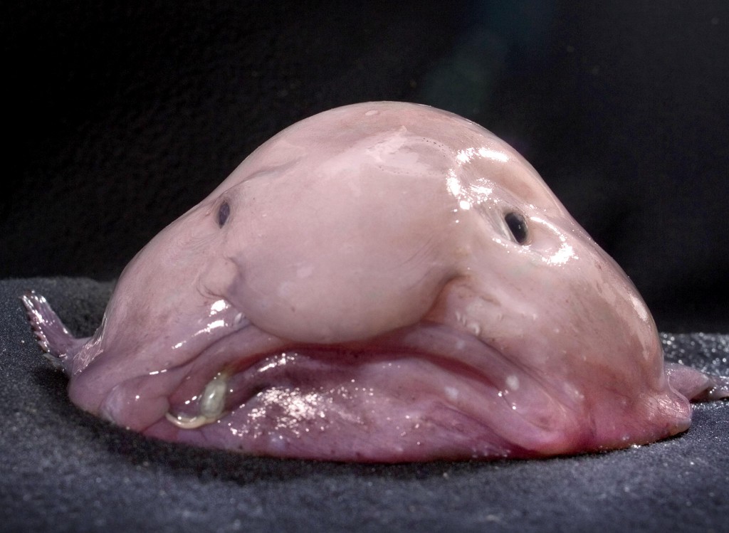 Dette bildet av en dvask blubbefisk har blitt en farsott på nett og gitt den prisen som "verdens styggeste dyr".   Foto: Kerryn Parkinson, fra uglyanimalsoc.com