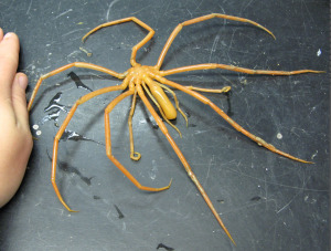 Colossendeis colossea (også kalt giant sea spider) er hittil verdens største havedderkopp. Foto: Ukjent