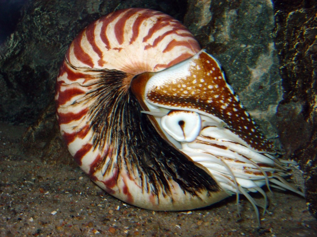 Det finnes seks arter av Perlebåter. Denne heter Nautilis pompilius. Foto: J. Baecker/Wikipedia.