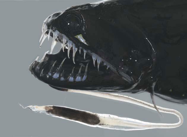 Nærbilde av skjeggtråden, der tuppen kan lyse i den mørke vannet og tiltrekke seg byttedyr.  Foto: http://www.elakiri.com/forum/showthread.php?t=1228988