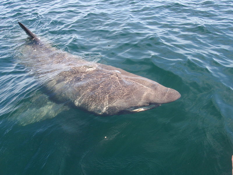 Brugden oppholder seg ofte nærme havoverflaten, den liker visstnok å sole seg! Foto: Wikimedia Commons