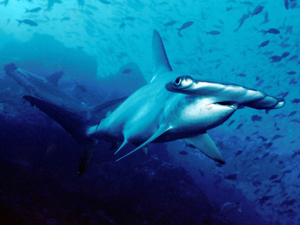 Hammerhaien er ein av dei mange artane du kan møte på Den blå planet. Foto: Wikimedia Commons