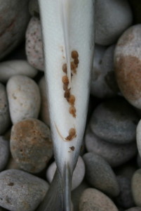 Lakselus på sjøørret (Foto: Des Colhoun, Creative Commons Licence)