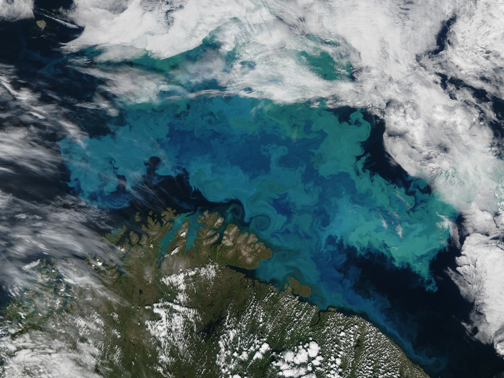 Årlege blømingar av kokkolittoforar i Barentshavet kan farge sjøen grøn og blakk over område større enn heile Storbritannia til saman. Desse kan sjåast tydeleg frå rommet! 