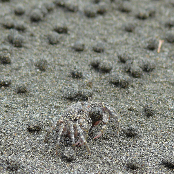 Sanboblekrabben er en bitteliten krabbe Foto: Wikipedia/Cory. CC BY-SA 3.0