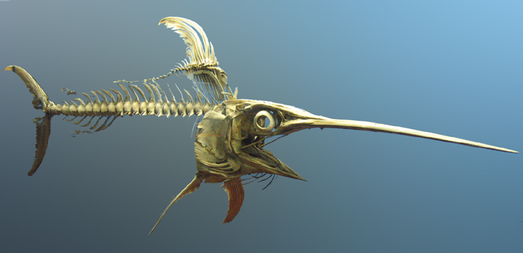 "Swordfish skeleton" by Postdlf from w. Licensed under CC BY-SA 3.0 via Commons - https://commons.wikimedia.org/wiki/File:Swordfish_skeleton.jpg#/media/File:Swordfish_skeleton.jpg
