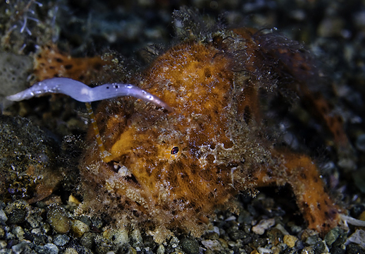 En froskefisk (Antennarius striatus) på fisketur! Ytterst på "fiskestangen" har det evolvert et vedheng som ligner på en buktende mark. Lurt! Foto: David Hall/seaphotos.com