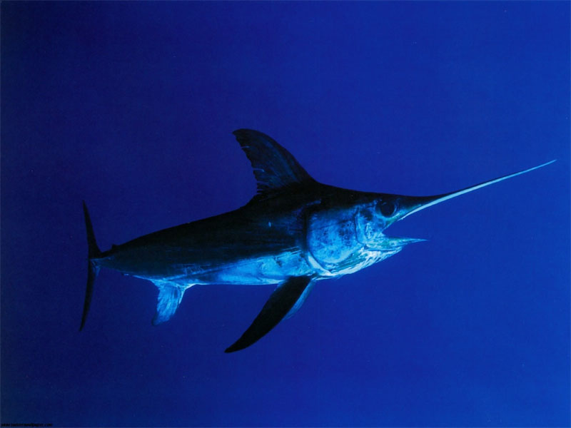 swordfish-xiphias-gladius-800px