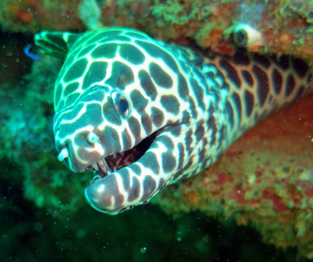 Det er mange ulike variantar av murener, denne blir kalla "honeycomb moray eel" på engelsk, inspirert av bivoks-mønster! Foto: Privat