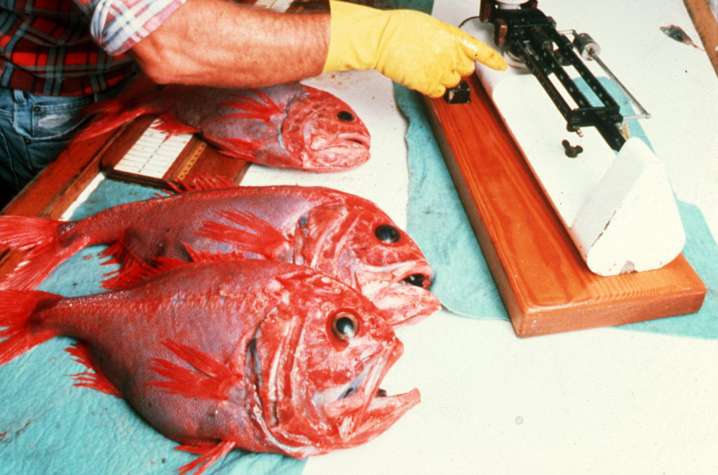 Forskarar prøver å forstå biologien til djuphavsfisken Hoplostethus atlanticus, som kor gammal den eigentleg kan bli. Kjelde: CSIRO/Wikimedia Commons.