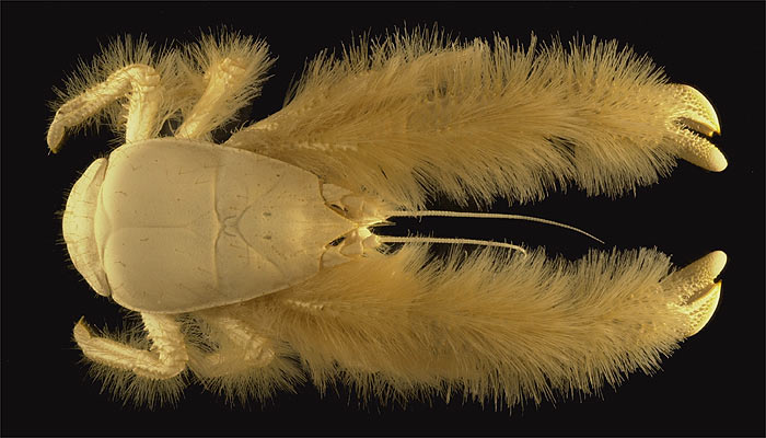 Yeti crab - Kiwa hirsuta (Foto: Ifremer / A. Fifis via Wikipedia)
