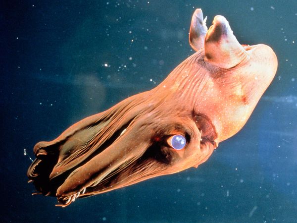 Vampyrblekkspruten lever i dypet.
