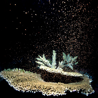 Når alle korallene slipper ut egg og sperm i vannet, kan det nesten se ut som en snøstorm under vann.