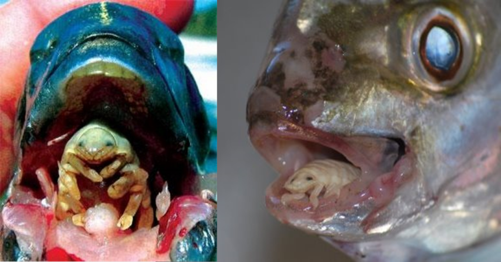 Denne latterlige ekle parasitten spiser opp hele tunga og tar liksågodt dens plass i munnen på sine stakkars ofre. (Foto fra Oddycentral.co.uk)