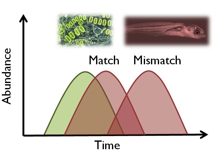I følge match-mismatch-hypotesen er overlapp i tid (match) mellom fiskelarvar (rosa) og føde (her  planteplankton i grønt) viktig for god rekruttering til fiskebestanden. 