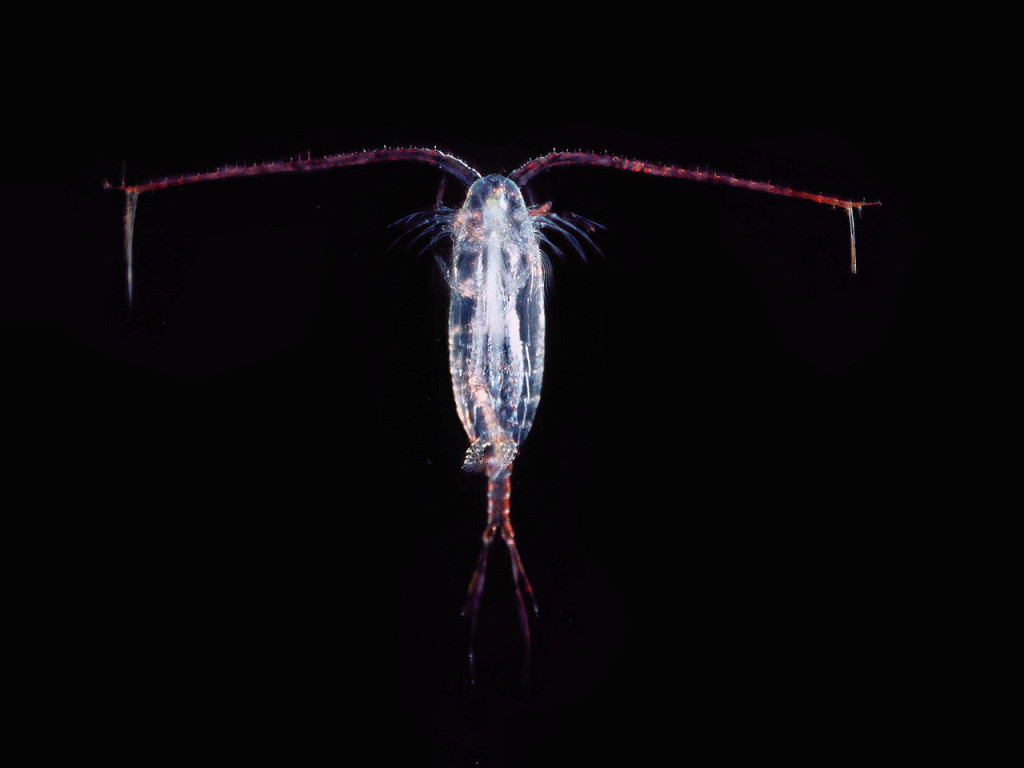 Eg forskar på hoppekreps (copepoder), "havets insekt". Det er faktisk dei mest talrike fleircella dyra på planeten, og slår sjølv insekta på land!