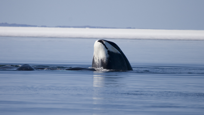 Grønlanshvalen lever hele sitt liv i arktiske havområder og kan bli over 200 år gammel. Foto: Ukjent