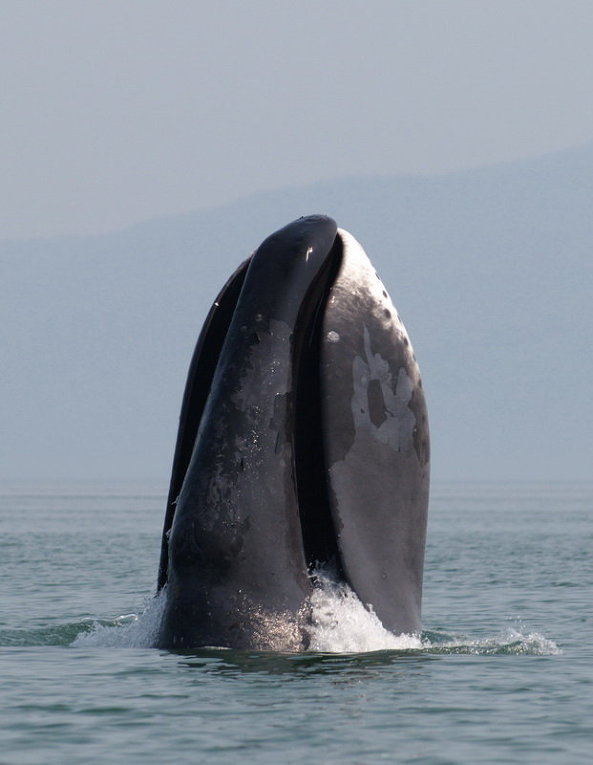 Grønlandshvalen har verdens største munn. Munnen kan bli 5 meter lang, 4 meter høy og 2.5 meter vid. Og ironisk nok spiser den bare bittesmå plankton. Foto: Olga Shpak/Wikipedia