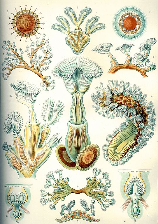 Ernst Haeckel - Kunstformen der Natur (1904), plate 23: Bryozoa (Wikimedia commons)