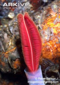 Giant-tube-worm-plume