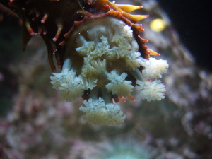 Dette er en typisk sjøpølsemunn, med masse tentakler som gir den stor filtreringsflate. Foto: Wikipedia 