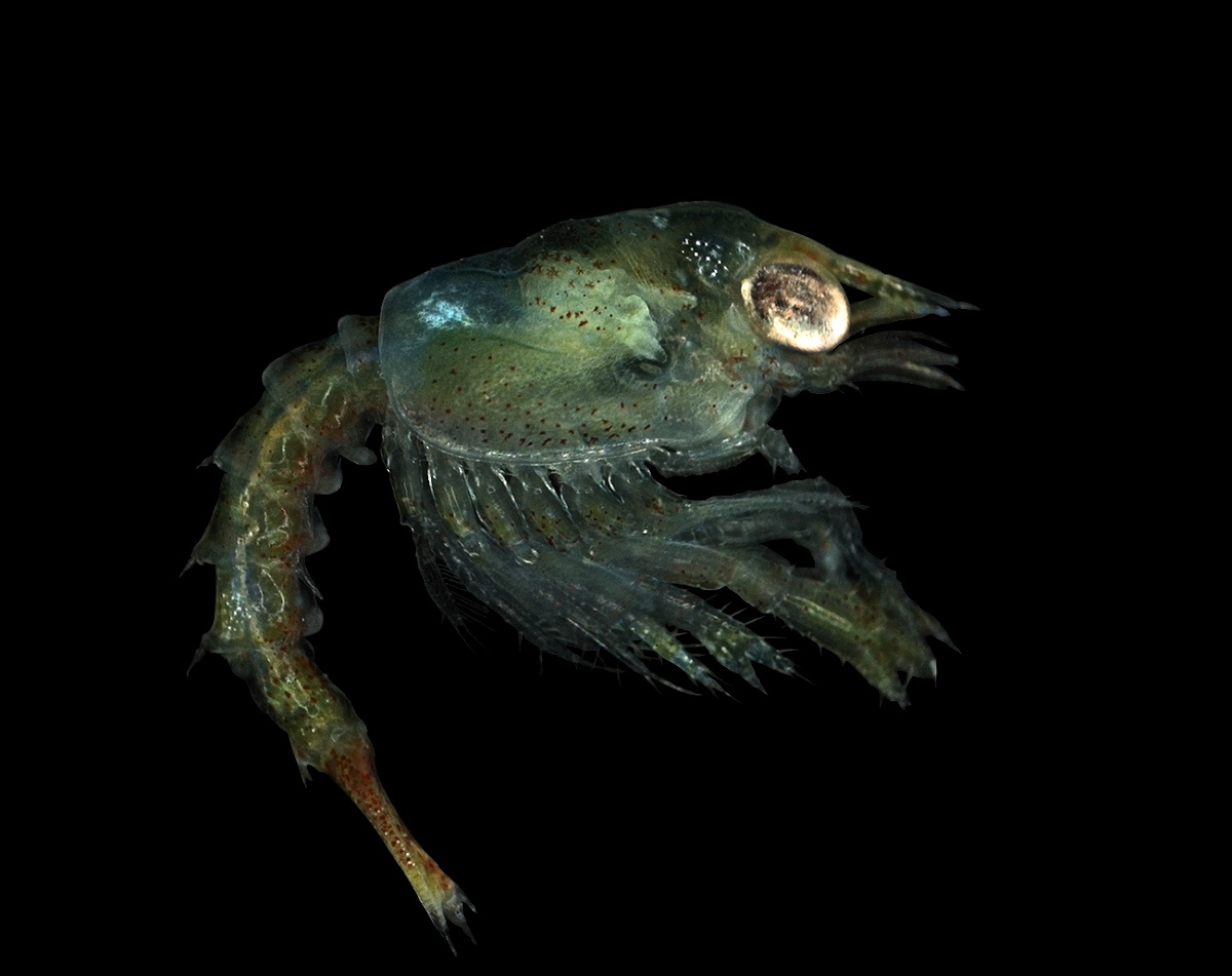 Om natten klekker eggene og små hummerbabyer svømmer opp til havoverflaten og lever et planktonisk liv i opptil en måned. I sin ungdomstid slår de seg ned på bunnen igjen. Foto: Hans Hillewaert/Wikipedia