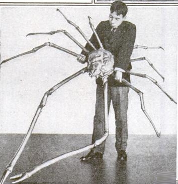 Japanese_spider_crab