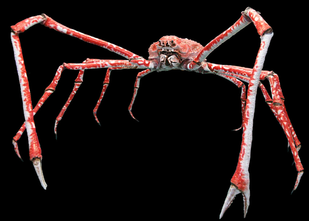 Den japanske edderkoppkrabben kan oppnå en beinvidde på omtret 4 meter. Målt fra klo til klo på det første beinparet. Foto: Wikimedia Commons