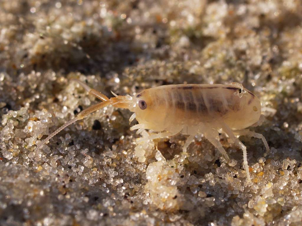 Tangloppene vi finner i strandsonen har gitt navn til gruppa, disse spretter nemlig frem under tangen! Foto: Wikipedia 