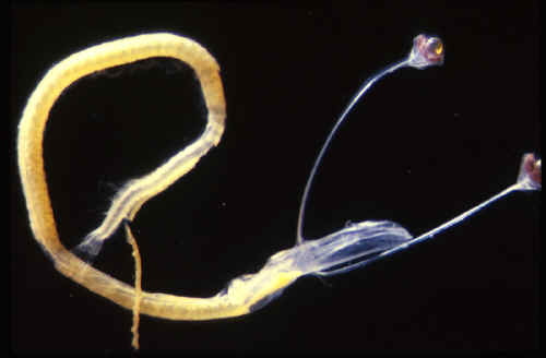 Dragefisklarve. Foto: Carole Baldwin http://www.mnh.si.edu/expeditions/galapagos/larval-dragonfish.htm