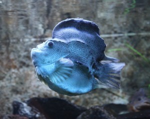 Med sitt spesielle ytre er rognkjeksa ein pussig fisk! Foto: Wikimedia Commons
