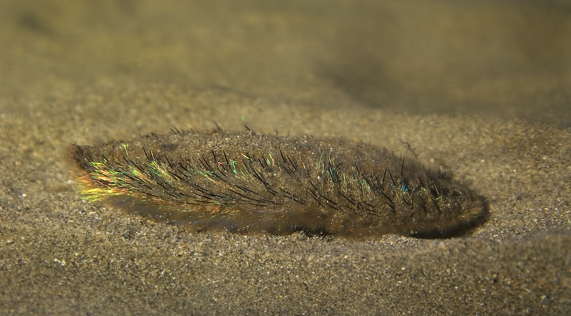 "Aphrodita aculeata (Sea mouse)" by MichaelMaggs - Licensed under CC BY-SA 3.0 via Wikimedia Commons