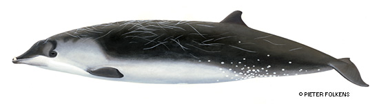 Illustrasjon av Perrins nebbhval tegnet av Pieter Folkens. Oppdaget som egen art i 2002. Aldri sett i levende live.