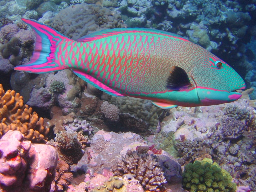 "Bicolor parrotfish" (Foto: Richard Ling, Licensed under CC BY-SA 3.0 via Commons - https://commons.wikimedia.org/wiki/File:Bicolor_parrotfish.JPG#/media/File:Bicolor_parrotfish.JPG)