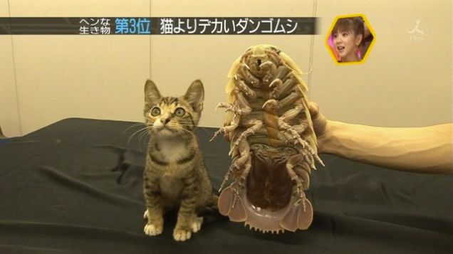Kjempe-isopodar er populære i Japan. Det er usikkert kor nøgd denne katten er. Foto: Ukjend