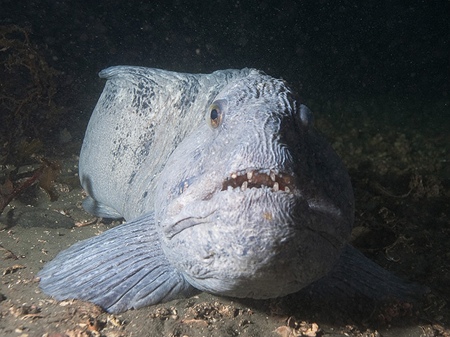 Steinbiten er egentlig en fredelig fisk. Foto: Kåre Telnes/Seawater.no