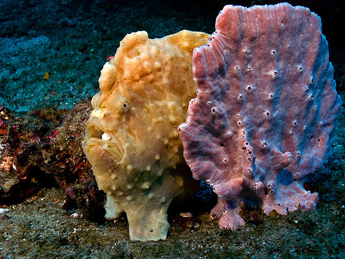 Froskefisker er knallflinke på gjemsel og mimikerer gjerne omgivelsene for å jakte ubemerket. Avbildet her er en froskefisk som leker svamp (og en svamp som later som ingenting). Foto: Andrew Taylor. (http://www.uwphotographyguide.com/)