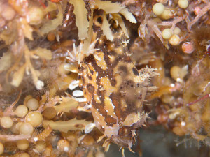 En sargassoulke (arten altså, Histrio histrio). Navnet skyldes at den lever blant Sargassum-alger. Som seg hør og bør for froskefisk er den godt kamuflert. Foto: Art Howard/Ross et al., NOAA-OE, HBOI