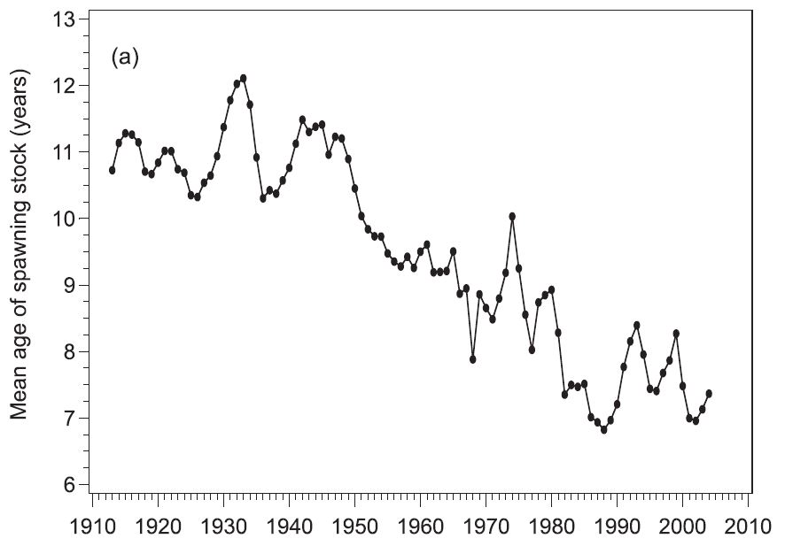 Sidan starten på det industrielle fiskeriet i Barentshavet på 1920-talet gjekk både gjennomsnitts-storleiken og alderen (som vist her) på gytemoden torsk ned. Kjelde: Ottersen 2008.