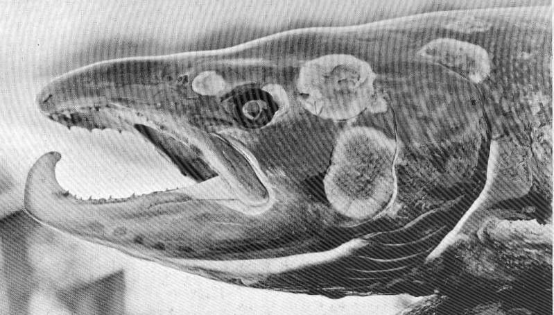 Sopp kan skape sjukdom hos både plantar og dyr. Her er ein laks som er angripe av ein soppsjukdom. Foto: Wikimedia Commons.