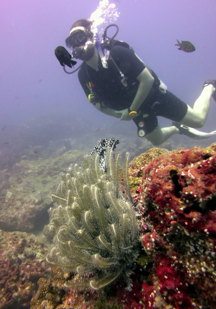 Fjærestjerner er vanlege syn ved korallrev i tropiske strøk, der dei gjerne sitt fast på korallar. Foto: Privat 